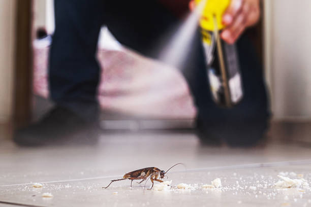 Pest Prevention Services in Methuen Town, MA